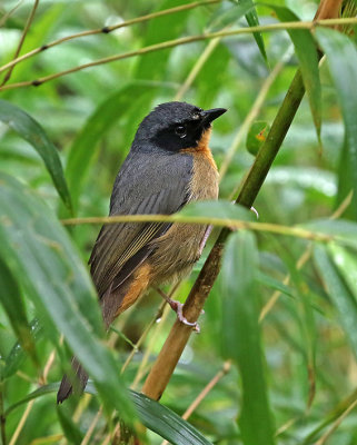 Black-eared Hemispingus