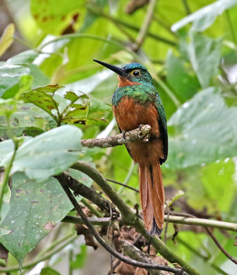 Coppery-chested Jacamar