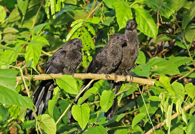 Smooth-billed Ani