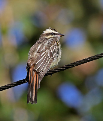 Variegated Flycatcher