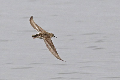 Baird's Sandpiper