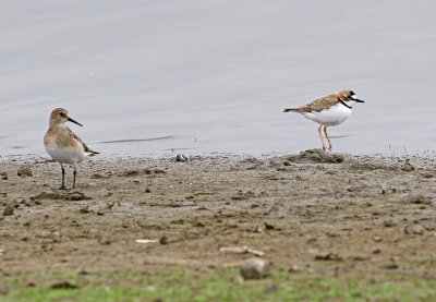 Collared Plover and Baird's Sandpiper