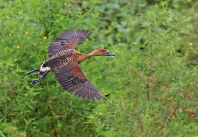 Fulvous Whistling-Duck