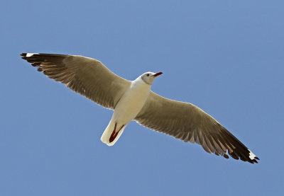 Gray-hooded Gull