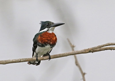 Green Kingfisher