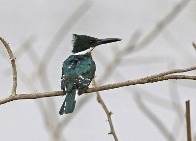 Green Kingfisher