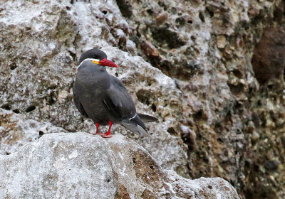 Inca Tern