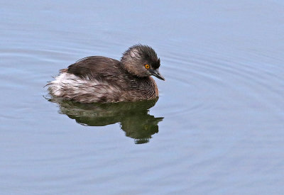 Least Grebe