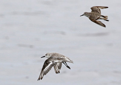 Sanderling and Semipalmated Sandpiper
