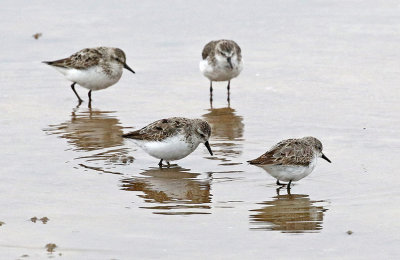 Semipalmated Sandpiper