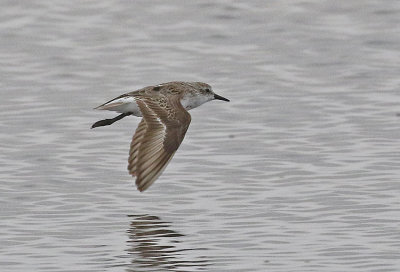 Semipalmated Sandpiper