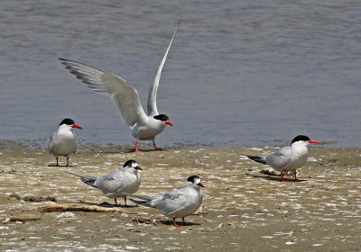 South American Tern