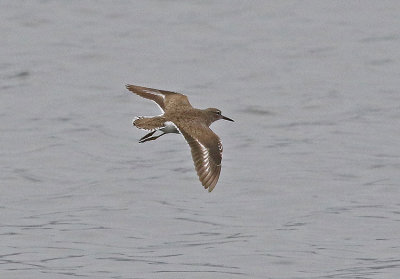 Spotted Sandpiper