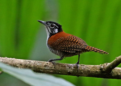 Bay Wren