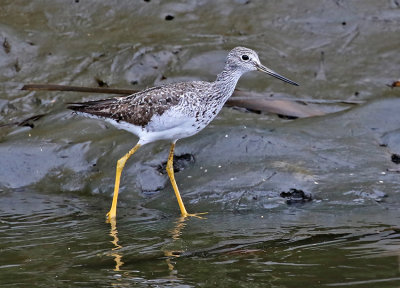 Greater Yellowlegs