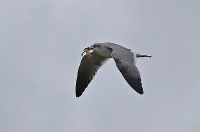 Laughing Gull