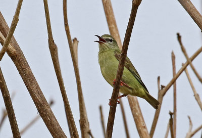 Red-legged Honeycreeper