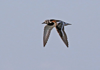 Ruddy Turnstone