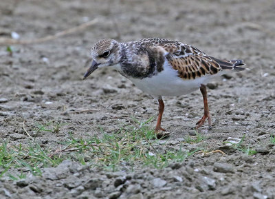 Ruddy Turnstone
