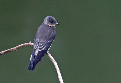 Southern Rough-winged Swallow