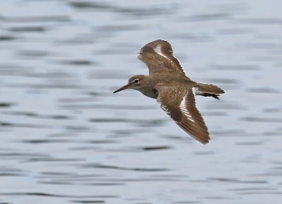 Spotted Sandpiper