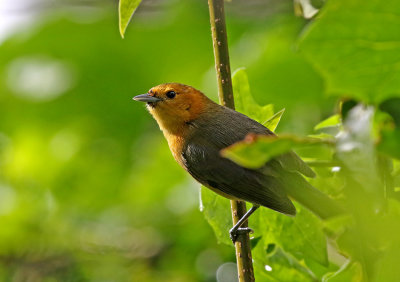 Rufous-chested Tanager