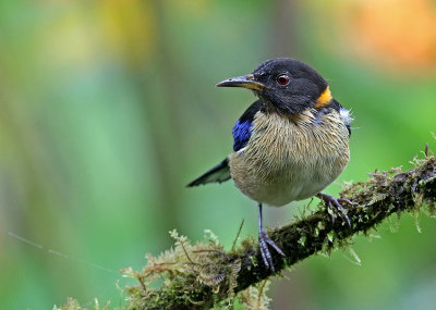 Golden-collared Honeycreeper