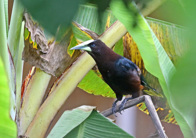 Chestnut-headed Oropendola