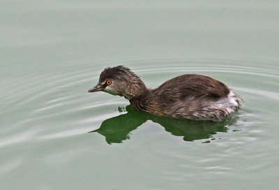 Least Grebe