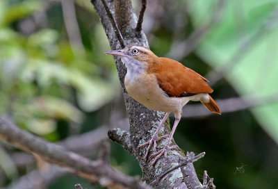 Pacific Hornero