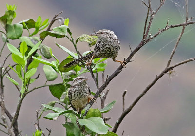 Wren