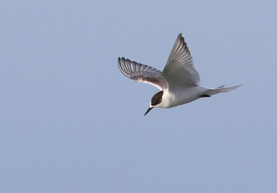 Arctic Tern