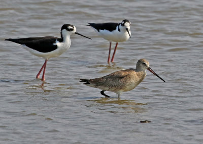 Hudsonian Godwit