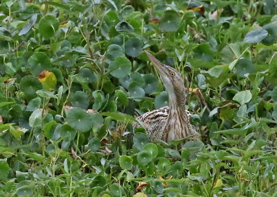 Pinnated Bittern