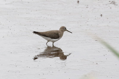 Solitary Sandpiper