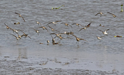 Waders at La Segua