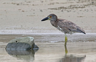 Yellow-crowned Night-Heron