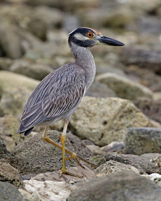 Yellow-crowned Night-Heron