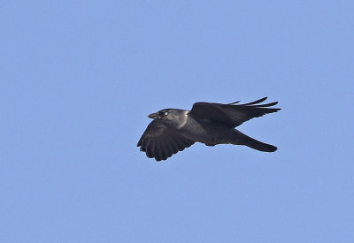 Jackdaw