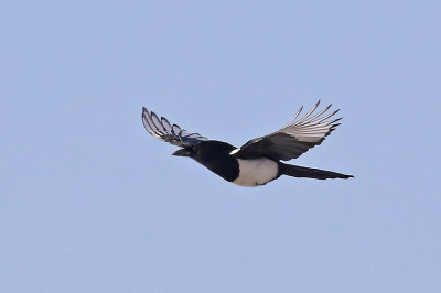 Magpie