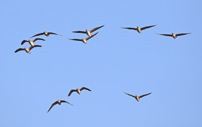 White-fronted Goose