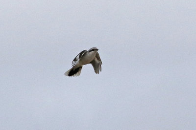 Great Gray Shrike