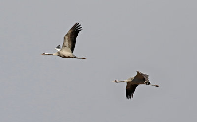 Common Crane