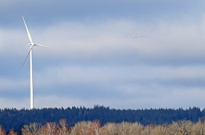 Bewick's Swan