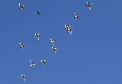 Whooper Swan