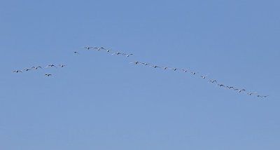 Whooper Swan