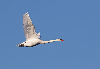 Mute Swan