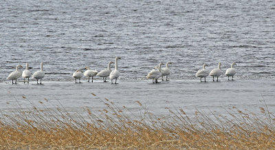 Bewick's Swan