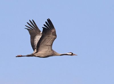 Common Crane