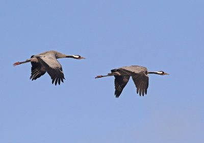 Common Crane